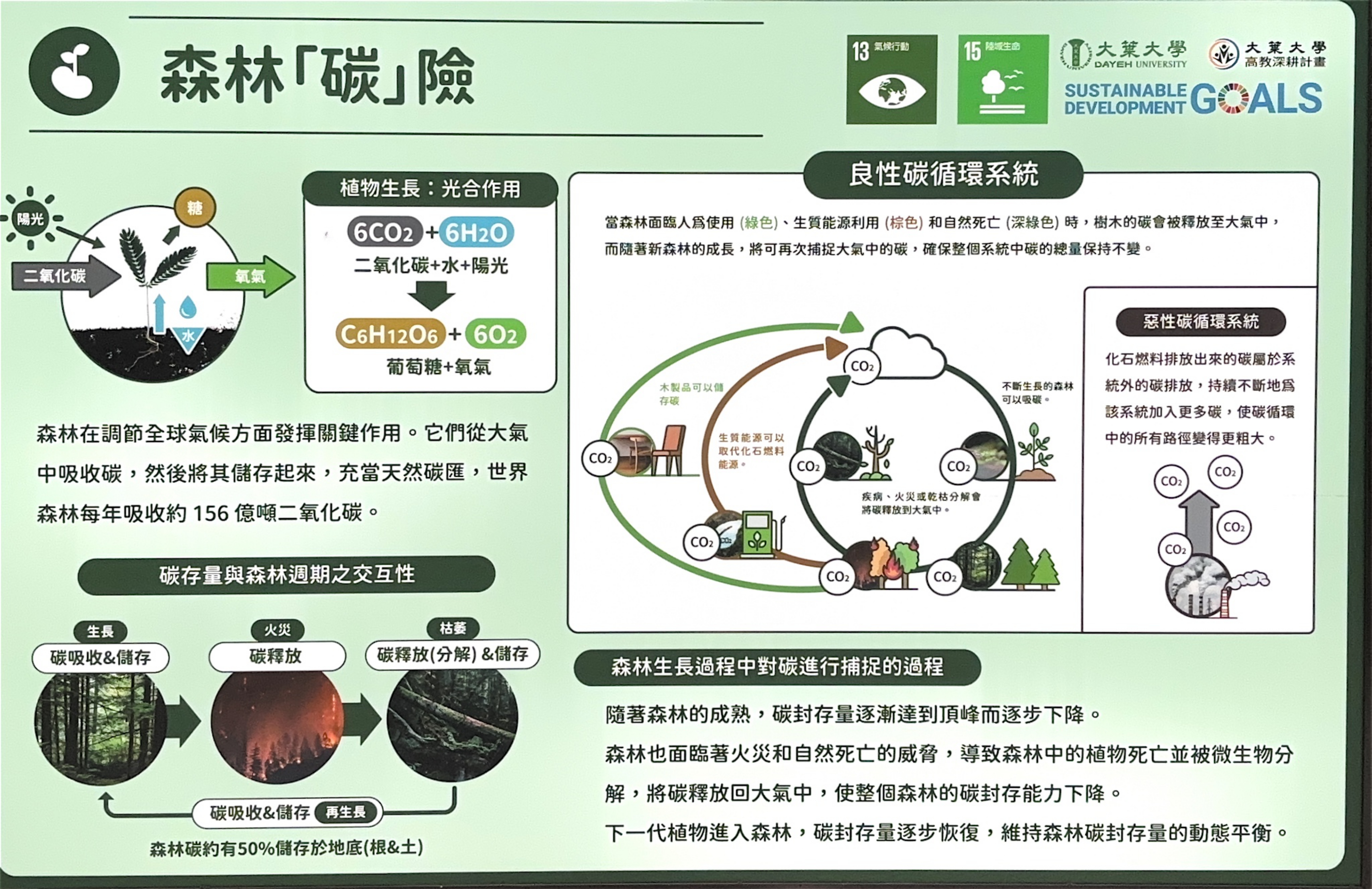 森林碳風險
