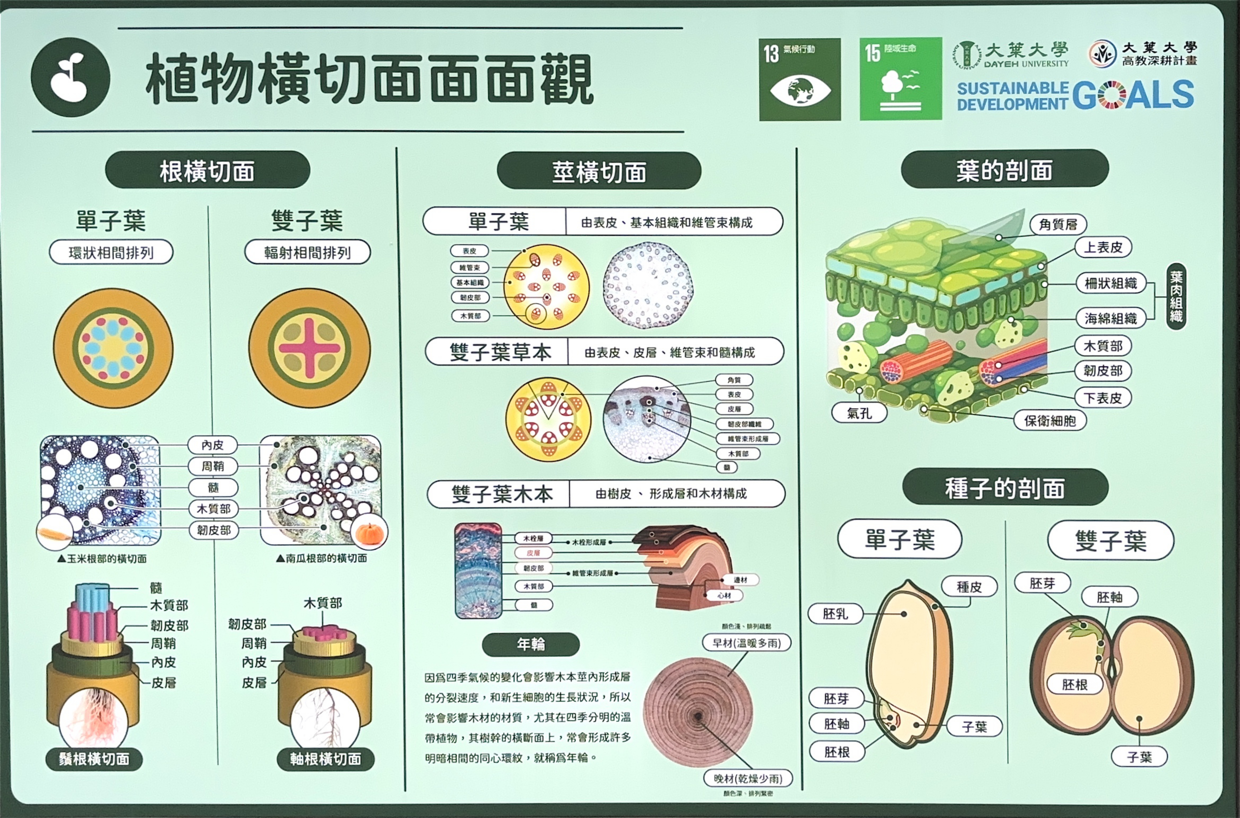 植物橫切面觀