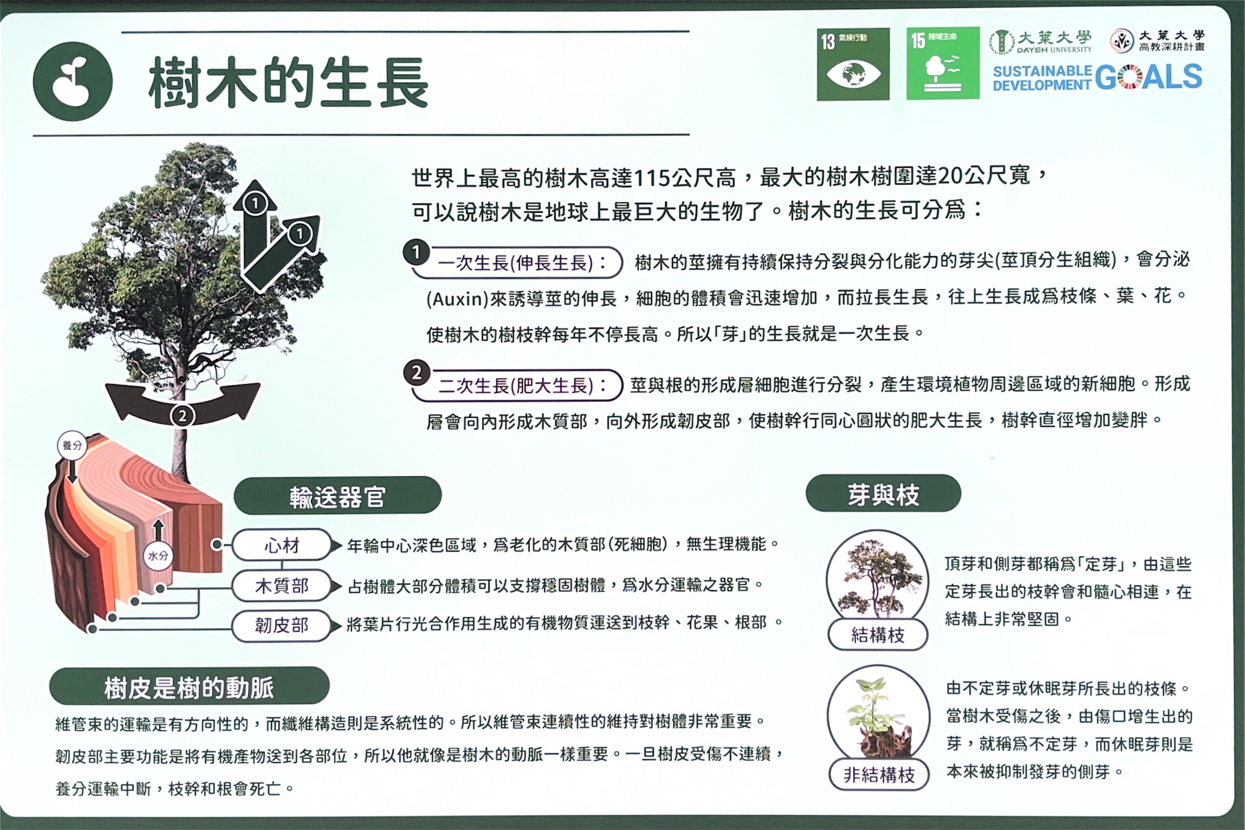 樹木的生長