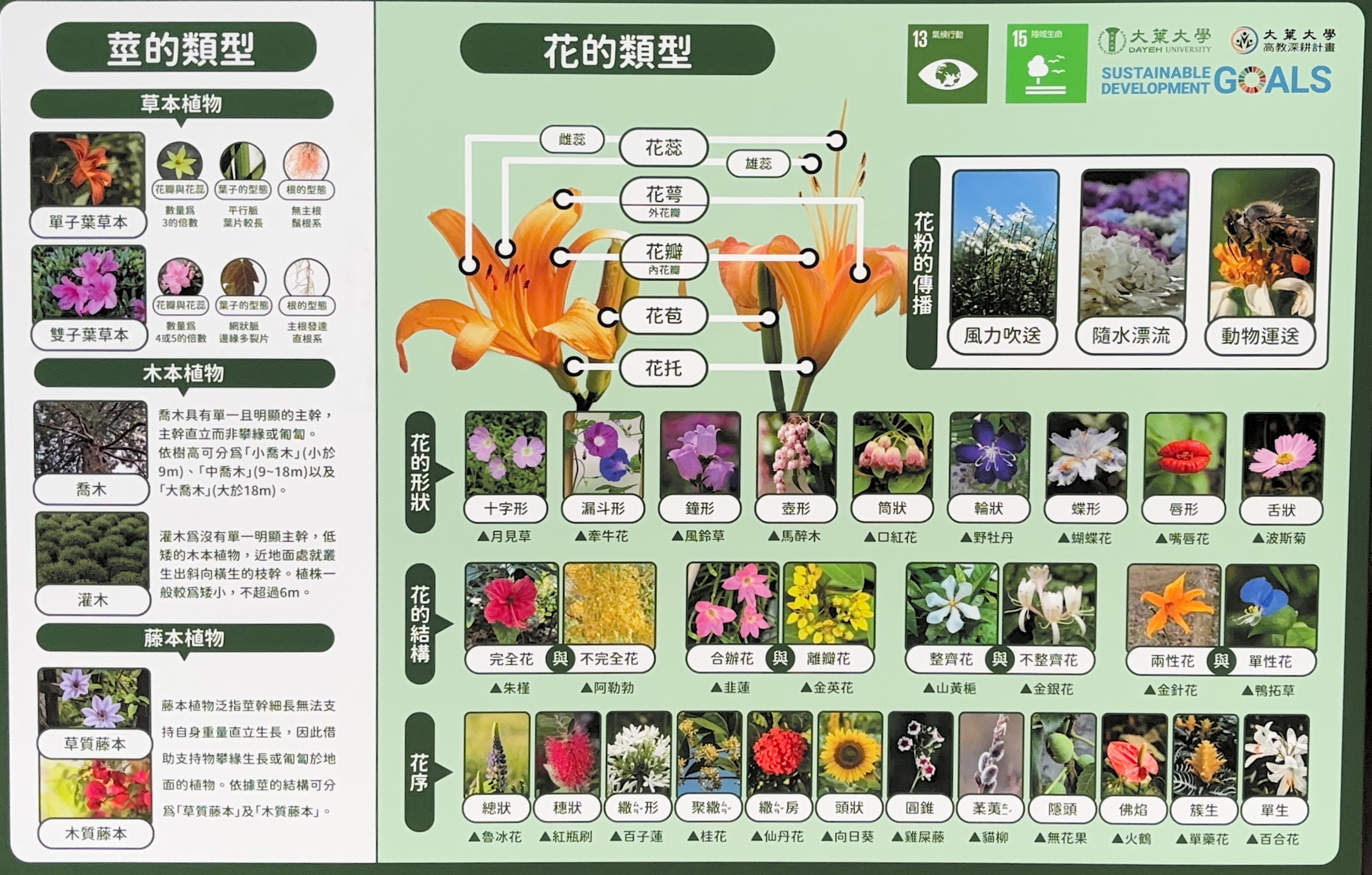 莖與花的類型