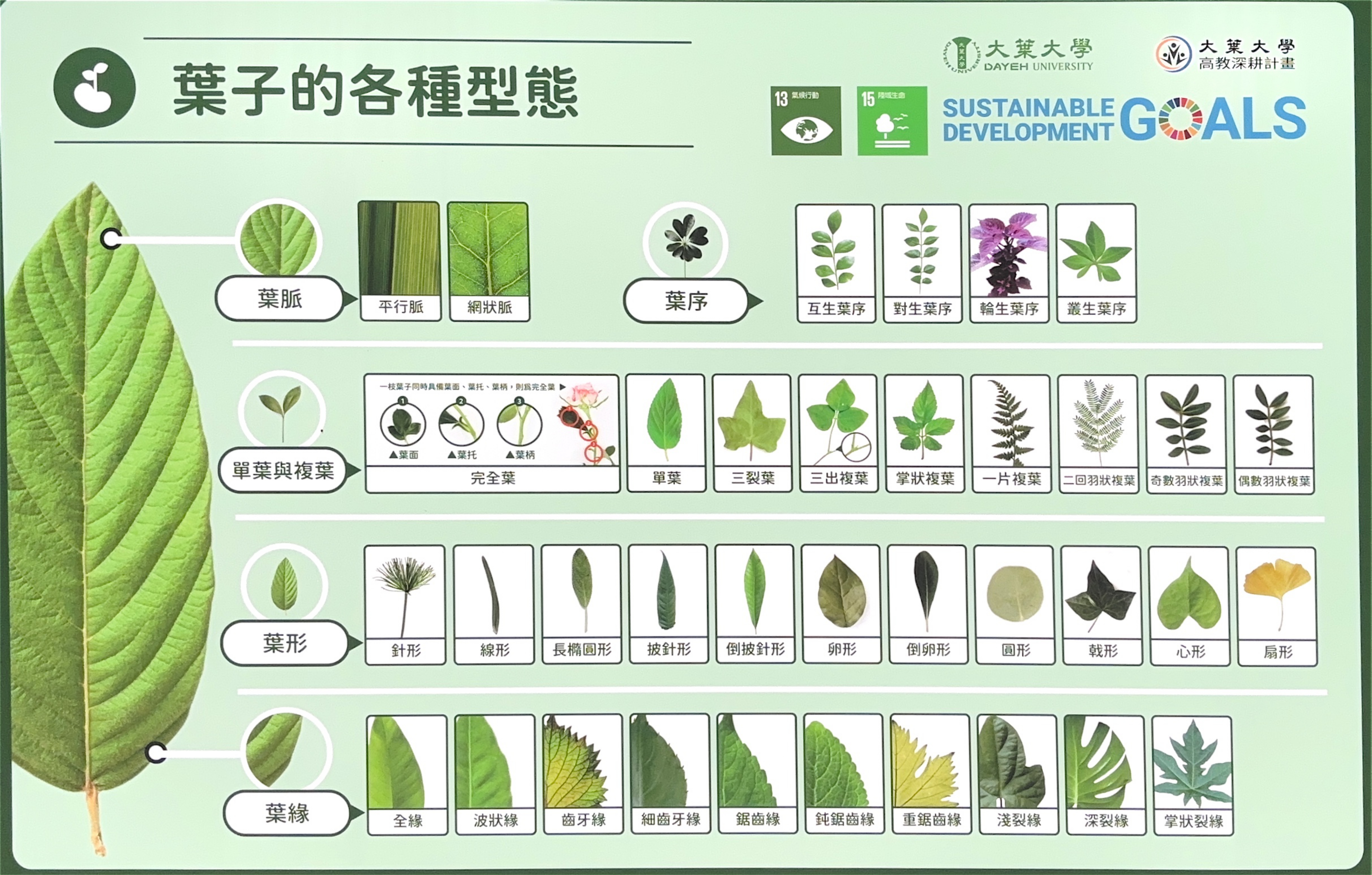 葉子的各種型態